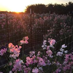 pink and white flowers growing on the side of a fence in front of a sunset