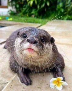 an animal that is laying down on the ground with flowers in front of its face