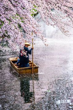 two people in a row boat under cherry blossom trees