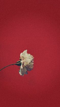 a single white flower on a red background