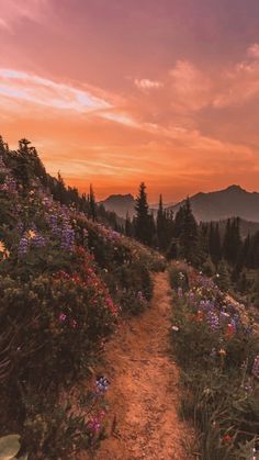 a dirt path leading to the top of a mountain with wildflowers growing on it