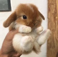 a small brown and white rabbit in someone's hand with it's front paws up