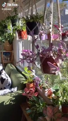 several potted plants are hanging from a window sill in front of a couch