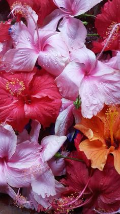 pink and orange flowers with water droplets on them