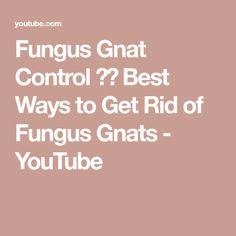 the words funguss gnat control? best ways to get rid of funguss