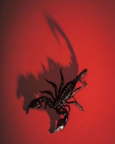 Scorpio, scorpion, red, psychic, Halloween, autumn, season, fall, tarot, horoscope, astrology, stars, guidance, groovy, mystic Hornet, Scorpion Aesthetic, Lex Talionis, Francis Picabia, Southern Europe, Personal Space, East Asia