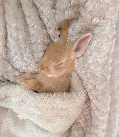 a baby bunny is curled up in a blanket