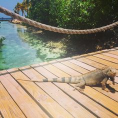 Reptiles, Aruba