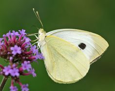 a white butterfly sitting on top of a purple flower