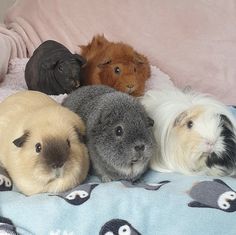 four guinea pigs are laying on top of a bed with penguin and penguin - like animals