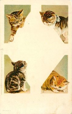 four kittens are sitting in the shape of a letter k, and one is looking up