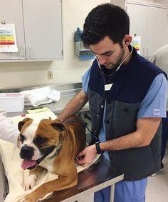 a dog being examined by a veterinator in a hospital bed with his head on the table