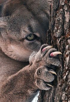 a close up of a cat on the side of a tree with its paw in it's mouth