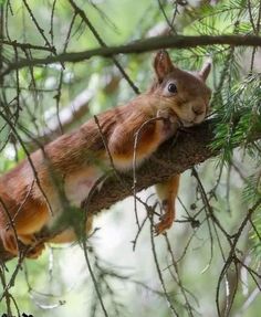 a squirrel sitting on top of a tree branch