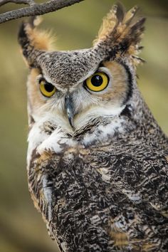 an owl with yellow eyes is perched on a branch