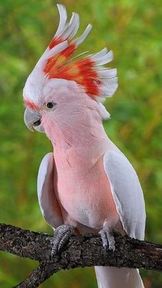 a pink and white cockatoo perched on a branch