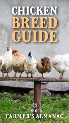 chickens sitting on top of a wooden bench with the words chicken breed guide in front of them