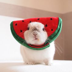 a white rabbit wearing a watermelon hat