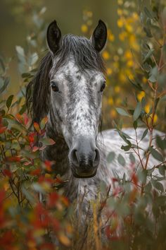 a horse is standing in the bushes with its head turned to the side and it's eyes open