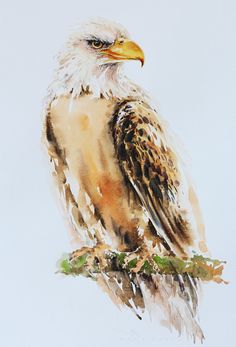 an eagle sitting on top of a tree branch