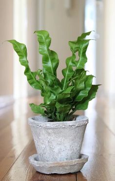 a potted plant sitting on top of a wooden table