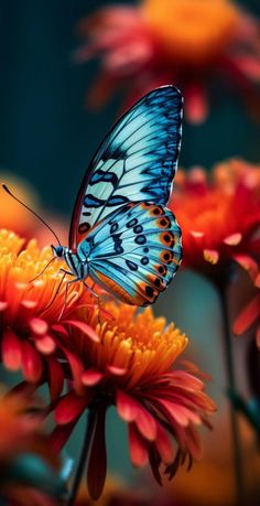 a blue butterfly sitting on top of red flowers