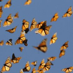 a bunch of butterflies flying in the air together on a clear day with blue skies