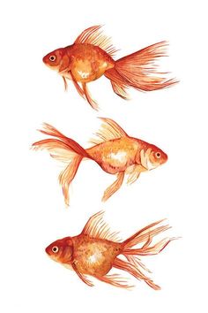 three goldfish swimming side by side on a white background with watercolor paint effect