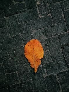 an orange leaf laying on the ground next to a brick walkway with black pavement and cobblestones