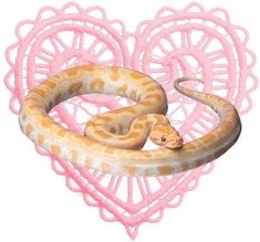 a snake is curled up in the middle of a heart shaped doily with pink crocheted laces