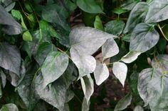 some green leaves are growing on the tree