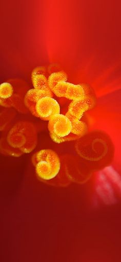 the inside of a red flower with yellow stamens on it's petals