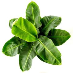 a green plant with large leaves on it