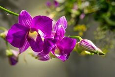 purple flowers are blooming in the sunlight