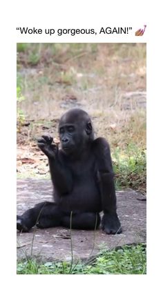 a gorilla sitting on the ground with its hands up