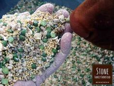 a person is holding out their hand full of gravel and corn in front of the camera