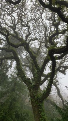 an old tree covered in moss on a foggy day