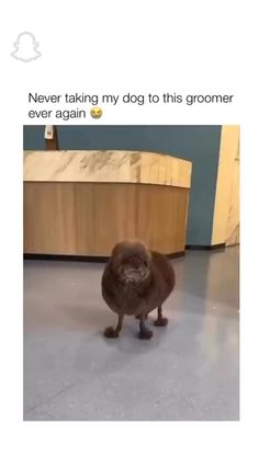 a dog standing on top of a floor next to a wooden table and chair with the caption never taking my dog to this groomer over again