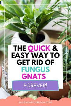 House Plant Gnats How To Get Rid, Nats In House Plants How To Get Rid Of, Plant Flies Indoor, Get Rid Of Gnats In House Plants, Getting Rid Of Gnats In The House Plants, Get Rid Of Plant Gnats, Gnat Spray For Plants, How To Get Rid Of Bugs In House Plants, Plant Gnats How To Get Rid