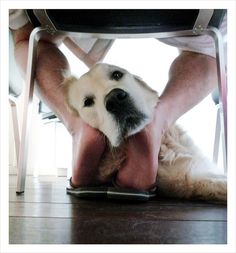 a dog that is under a chair with it's paws on the ground and his face peeking out