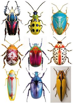 six different colored bugs are shown in this image