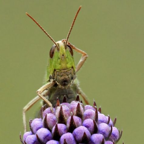 confused grasshopper is confused Vinegar, Funny Animal Pictures, Bugs And Insects, Macro Photography, Funny Animal Photos, 10 Funniest, Animal Photo, Make Me Smile, Animal Pictures