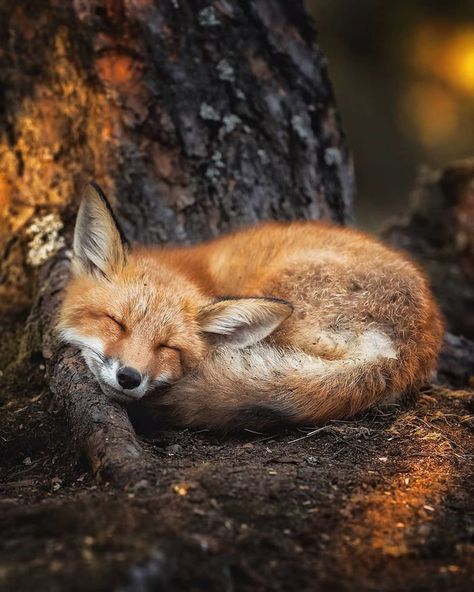 Foxes curl up so beautifully neatly. Totally adorable. - 9GAG Real Life Fairies, Söt Katt, Fox Images, Cele Mai Drăguțe Animale, Wild Forest, Animale Rare, Most Beautiful Animals, Forest Creatures, Forest Animals