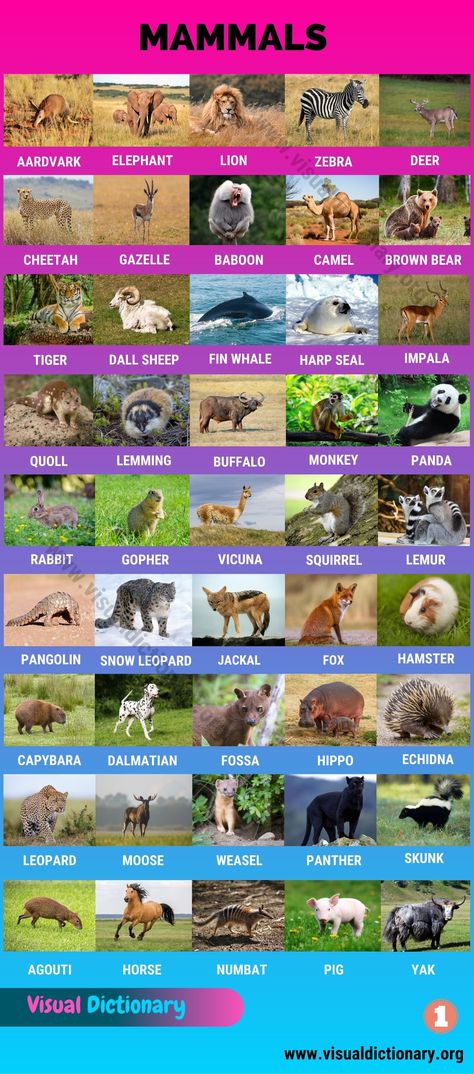 Animals Classification, Classification Of Animals, Names Of Birds, Animals Name In English, Fin Whale, Animal Classification, Animal Names, Visual Dictionary, Clouded Leopard