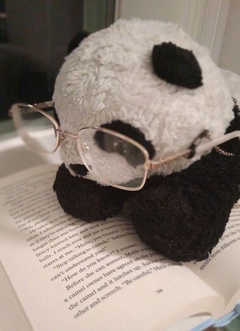 Photography Pandas, Panda Plushie Aesthetic, Panda Pfp Aesthetic, Cute Panda Pfp, Panda Pfp, Panda Pics, Panda Aesthetic, Panda Wallpaper Iphone, Panda Icon