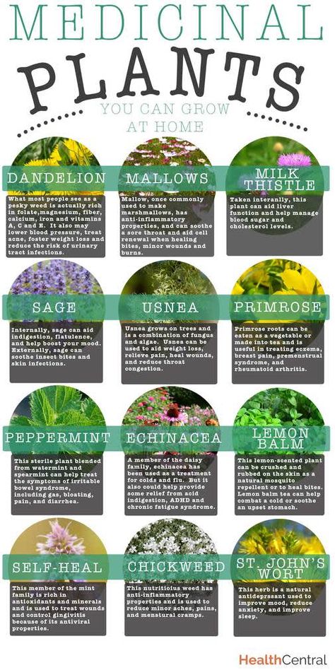 Wounded Healer, Medicinal Herbs Garden, Healthy Digestive System, Healing Plants, Herbal Healing, Natural Antibiotics, Diy Remedies, Herbs For Health, Holistic Remedies