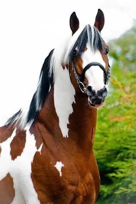 The 14 Most Beautiful Horses That You Ever Seen - The Paws Cheval Pie, Dutch Warmblood, Cai Sălbatici, Rasy Koni, Paint Horse, Akhal Teke, Most Beautiful Horses, Animale Rare, Most Beautiful Animals