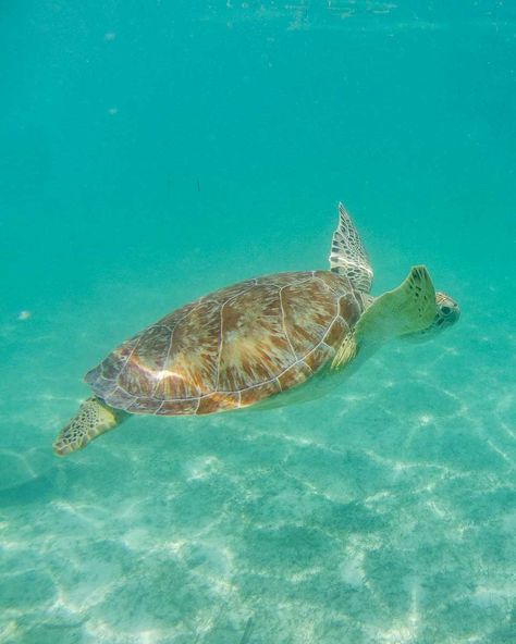 15 Things to Know BEFORE Visiting Akumal Beach, Mexico Playa Del Carmen, Mexico, Marine Biology, Swimming With Turtles, Akumal Beach, Akumal Mexico, Beach Mexico, Mexico Beaches, Wellness Resort