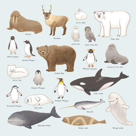 Arctic and Antarctic Animals on Behance Cute Arctic Animals, Artic Animals Drawings, Arctic Animals Illustration, Arctic And Antarctic Animals, Arctic Ocean Animals, Antarctica Drawing, Antartica Animals, Arctic Animals Art, Antarctica Animals