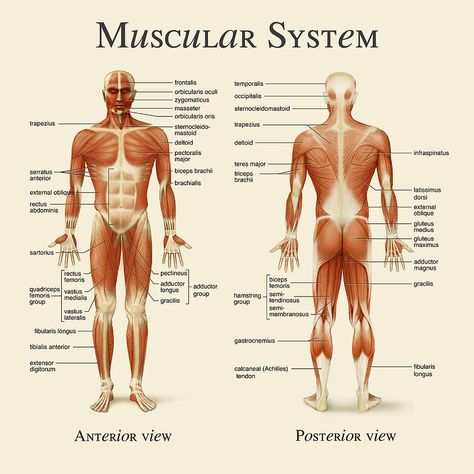 The muscular system is an organ system consisting of skeletal, smooth and cardiac muscles. It permits movement of the body, maintains posture, and circulates blood throughout the body. #science Major Muscles Anatomy, Muscles Of The Body Human Anatomy, Muscular Skeletal System, Muscoskeletal System, Muscular System Drawing, Muscular System Project, Muscular System Labeled, Massage Anatomy, Skeletal Muscle Anatomy